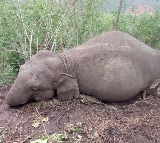 As many as 406 elephants die in last 5 years in Odisha