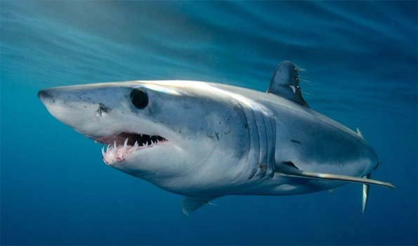 Shark kills surfer off Australian east coast