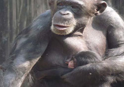 Chimpanzee delivers baby at Vandalur Zoo