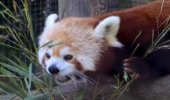 Germany: Duisburg Zoo finds missing red panda