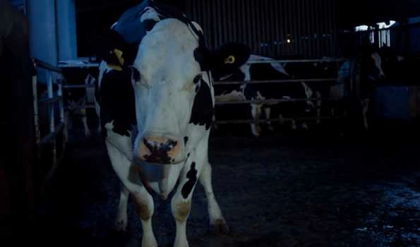 Documentary on the life of a cow wins hearts at Cannes film festival