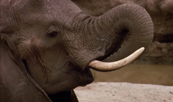 Female wild elephant dies of anthrax in Coimbatore