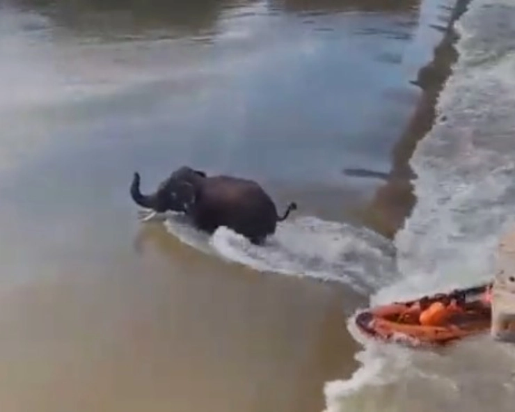 Mahanadi boat tragedy: Stranded elephant died of cardiac shock, reveals post-mortem report
