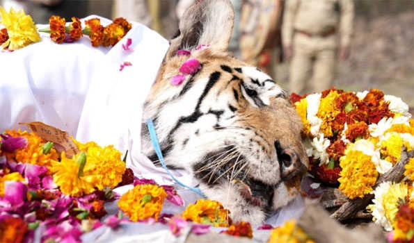 WATCH - 'Collarwali', the Queen of Pench Tiger Reserve dies; given tearful farewell