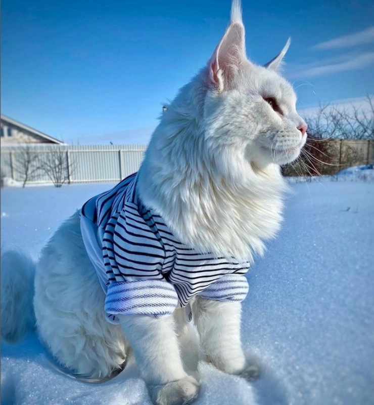 Meet Kefir, the dog sized cat that's taking the Internet by storm!