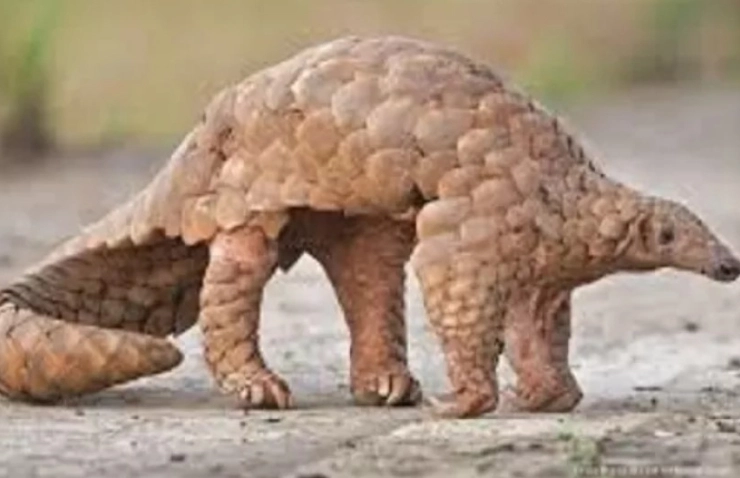 STF recovers 6.9 kg pangolin scales from Odisha’s Ganjam district