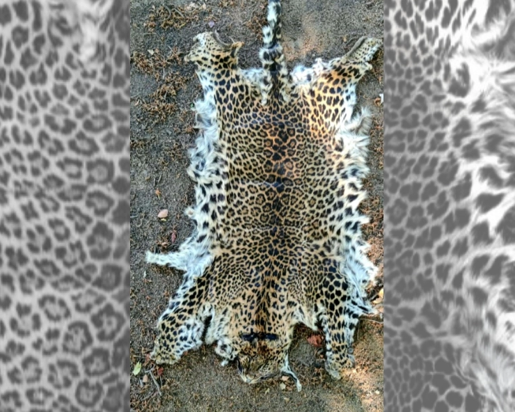 Odisha STF apprehends a wildlife criminal, recovers leopard skin