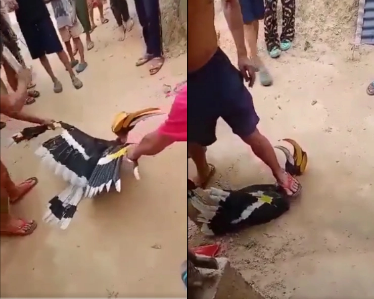 WATCH - 3 Nagaland persons arrested for killing Hornbill bird after video goes viral