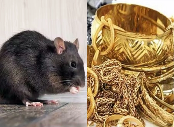 Mumbai: Street children dump 10 tola gold bag in garbage mistaking it to be bread; recovered from clutches of rats in gutter