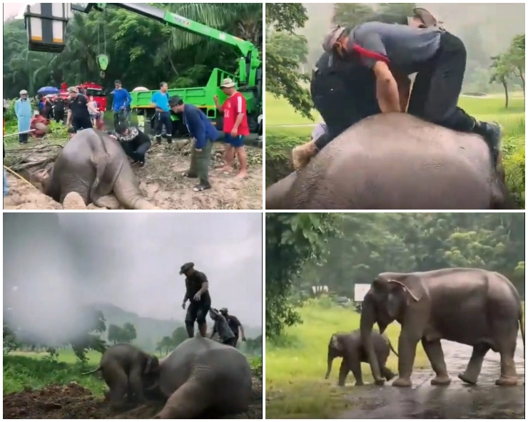 WATCH - Rescuers perform CPR on mother elephant, rescue her baby after falling into manhole in Thailand