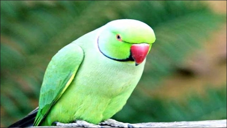 Irritated over parrot’s constant whistling, neighbour files case against owner in Pune