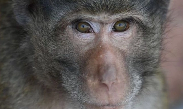 Monkeys under attack in THIS country amid rising monkeypox fear