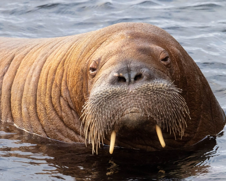 Here’s WHY Norway euthanizes Freya — the walrus that drew crowds