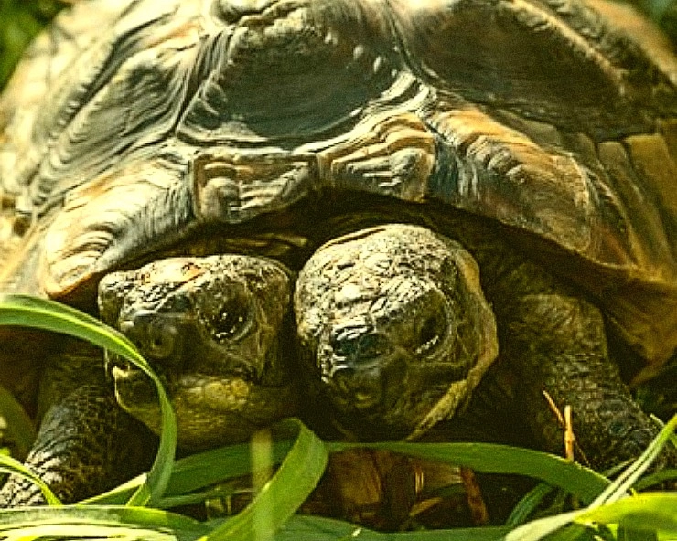 Meet 2-headed Greek tortoise Janus who turned 25