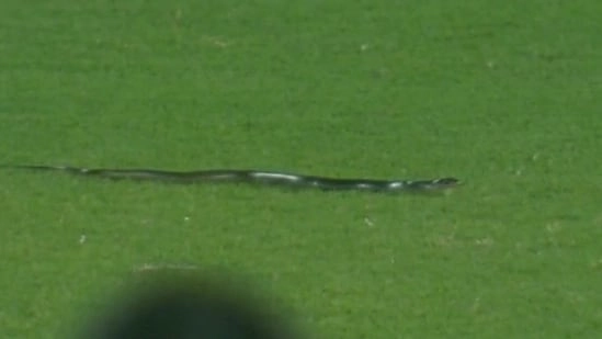 Snake stops IND-SA T20 match for 10 minutes, Know 4 other bizarre instances that halted play during a cricket match