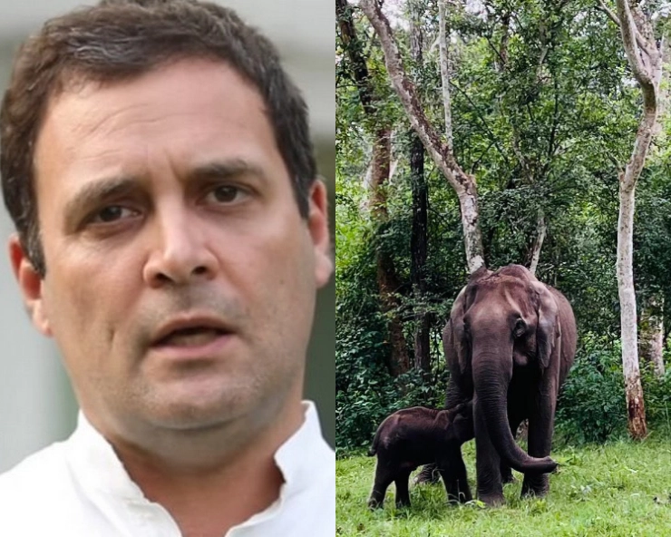 Rahul Gandhi appeals to Karnataka CM Bommai to save baby elephant fighting for its life