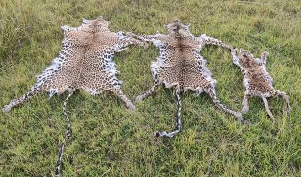 Odisha STF arrest 3 wildlife criminals, seize leopard skin
