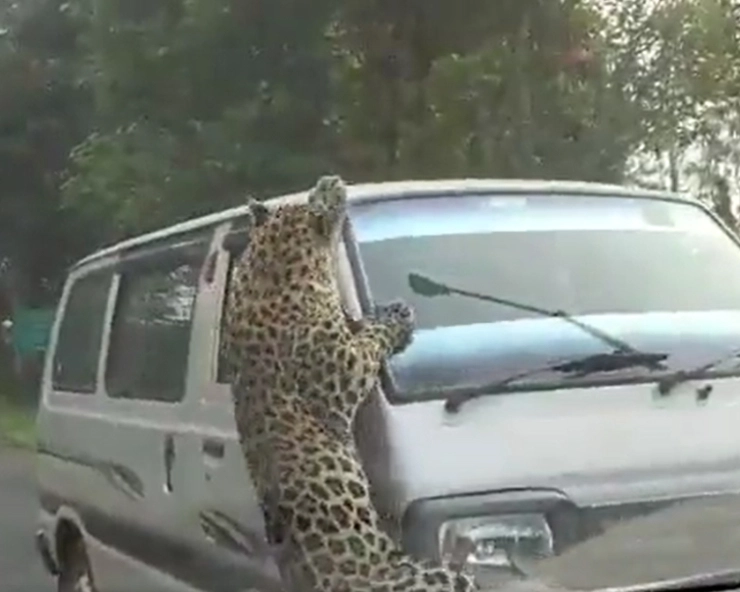 VIDEO: 13 injured in leopard attack in Assam's Jorhat