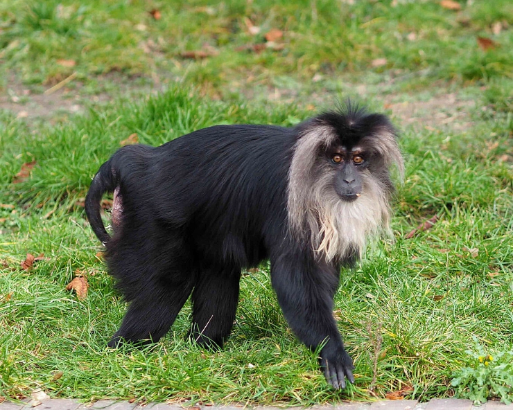 Endangered lion-tailed monkey stolen from Leipzig Zoo in Germany