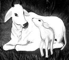 હમકો ઐસા વૈસા ના સમજોઃ ગાયોએ ભેગા થઇને દિપડાને ભગાડ્યો
