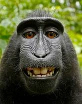 વાંદરાએ ખેંચી સેલ્ફી, કોપીરાઈટ પર બબાલ