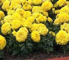 નરી લૂંટ જ ને!, તહેવારોમાં ફુલોનો ભાવ 300 રુપયે કિલો હતો, આજે 50 રુપયે વેચાય છે