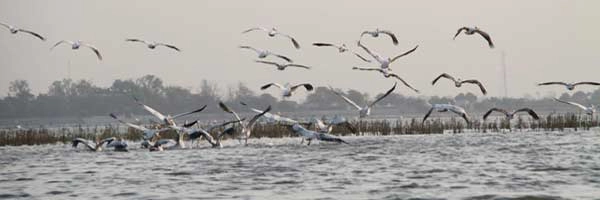 પરદેશી પ્રવાસી પક્ષીઓનું અદભુત આશ્રયસ્થાન કચ્છનું 'શકુર સરોવર'