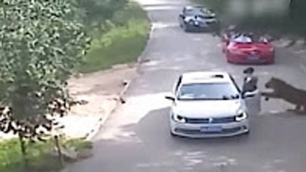 CCTV વીડિયો - ઝગડીને કારમાંથી નીકળી મહિલા, ખેંચીને લઈ ગયો વાઘ, બચાવવા આવેલ સ્ત્રીનું મોત