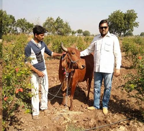 ગુજરાતના ખેડૂતની ગજબની સૂઝ ગાયની મદદથી કરે છે વિનામૂલ્યે ખેતી