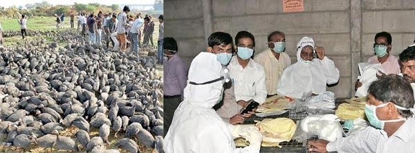 ગુજરાતમાં બર્ડફ્લૂનો ફફડાટ, 1,481 શંકાસ્પદ ચાઈનીઝ મરઘા મળી આવ્યા
