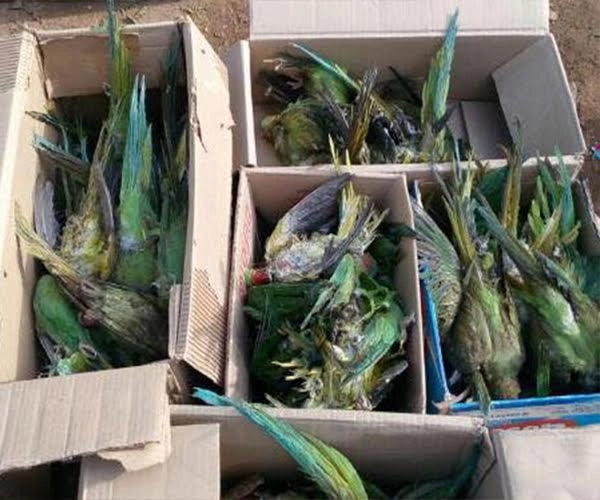 પાલનપુરમાં ધોધમાર વરસાદ, વૃક્ષ ઘરાશાહી થતાં 300 પોપટના મોત. 1 વ્યક્તિ પણ મોતને ભેટ્યો