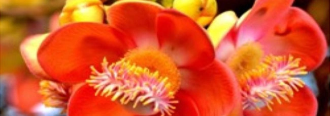 Tantra Mantra - ખૂબ જ કામનું છે આ Flower... ધનમાં લાવે છે બરકત