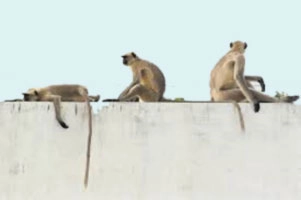 અમદાવાદમાં વાંદરાઓ ગરમી વધવાથી આક્રમક બન્યાં - 20 લોકોને બચકાં ભર્યા