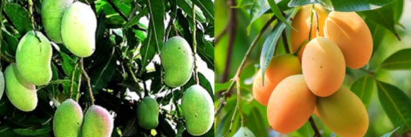 Home Remedies - Mangoના આવા ઉપયોગથી આ રોગો  દૂર થઈ જાય છે