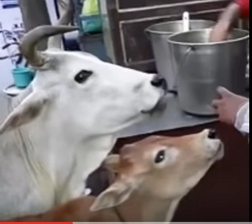 Viral Video - આ ગાય અને તેના વાછરડાને પાણીપુરી ખાવાની લત લાગી ગઈ છે