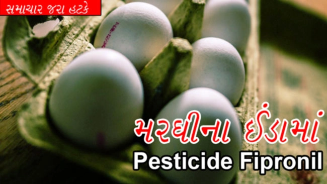 Video - મરઘીના ઈંડામાં Pesticide Fipronil