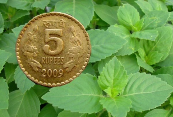 5 rs coin and tulsi