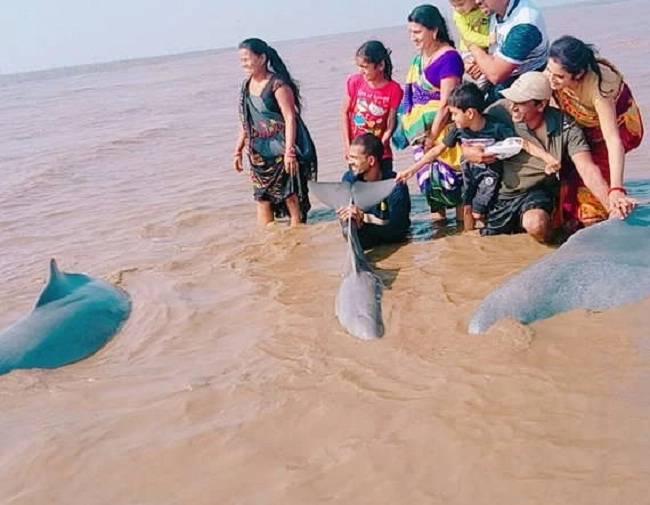 ગુજરાતમાં કોસંબાના દરિયામાં દેખાણી ડોલ્ફિન, સેલ્ફી લેવા માટે પડાપડી