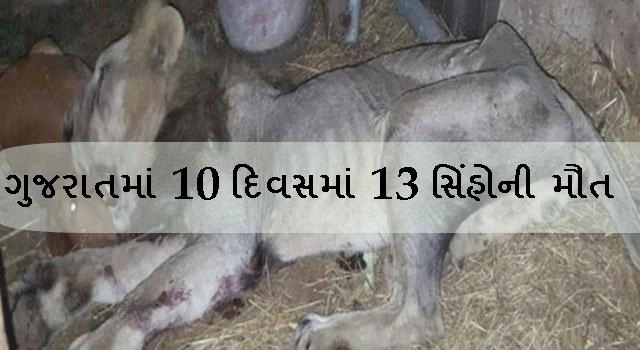 મોદીના ગુજરાતમાં 10 દિવસમાં 13 સિંહોની મૌત - જાણો શું છે કારણ