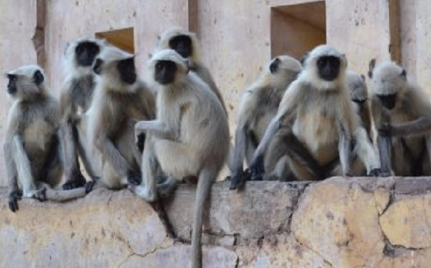ताजमहालावर माकडांचे संकट, संख्या वाढली