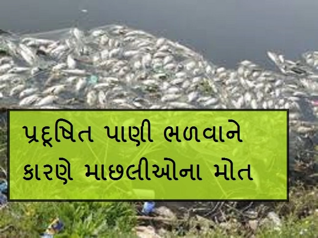ગુજરાત પ્રદૂષણ નિયંત્રણ બોર્ડ દ્વારા અમરાવતી નદીમાં માછલીઓના મૃત્યુ સંદર્ભે દંડનીય કાર્યવાહી
