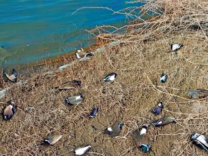 રાજ્યમાં જૂનાગઢના બાંટવામાં 50થી વધુ મૃત પક્ષી મળતાં ખળભળાટ મચી ગયો