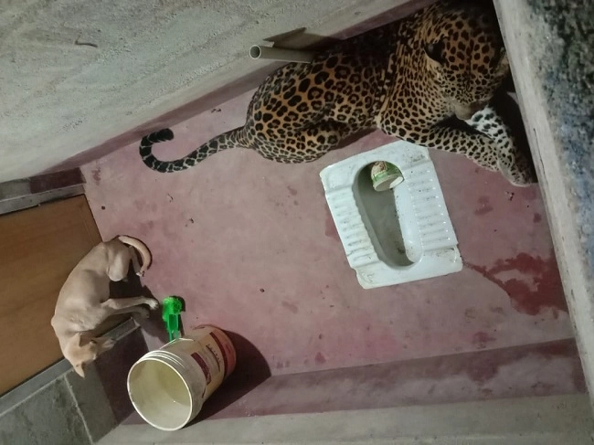 જ્યારે Leopard સાથે એક જ ટોયલેટમાં 7 કલાક સુધી બંધ રહ્યુ કુતરુ, જુઓ વીડિયો પછી શુ થયુ
