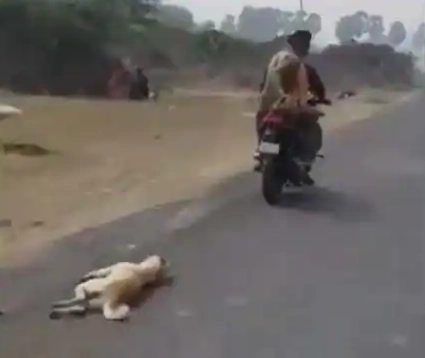 માનવતા મરી પરવારી!!! દોરડા વડે કુતરાને બાઇક પર બાંધીને રસ્તા પર ઢસેડ્યું