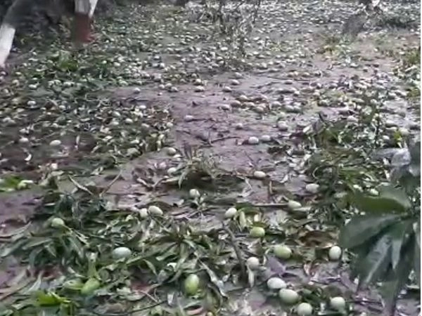 તૌકતે વાવાઝોડાએ સૌરાષ્ટ્રમાં કેસર કેરીનો પાક બગાડ્યો, 60 કરોડથી વધુનું નુકસાન