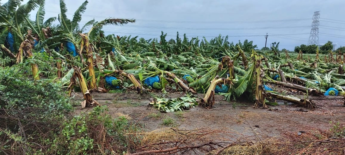 સુરતમાં વાવાઝોડાએ વેરેલા વિનાશમાં ખેતીવાડી વિભાગની 41 ટીમોએ સરવેની કામગીરી પુરી કરી
