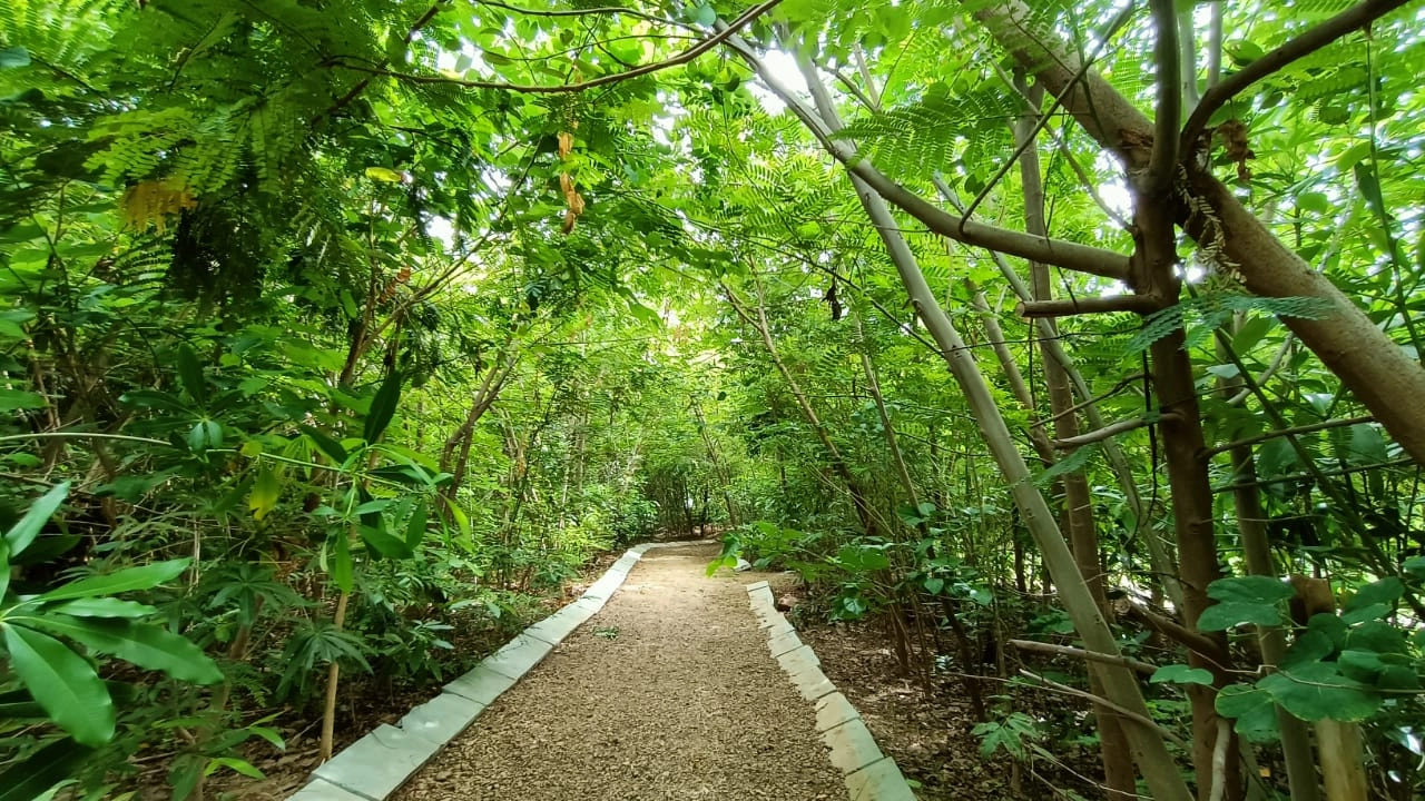 બાળકોને જંગલનો અહેસાસ કરાવતો અનોખો પાર્ક, જાપાનની મિયાવાકી પધ્ધતિથી તૈયાર ‘’ઉગતી ઓક્સિજન પાર્ક’’