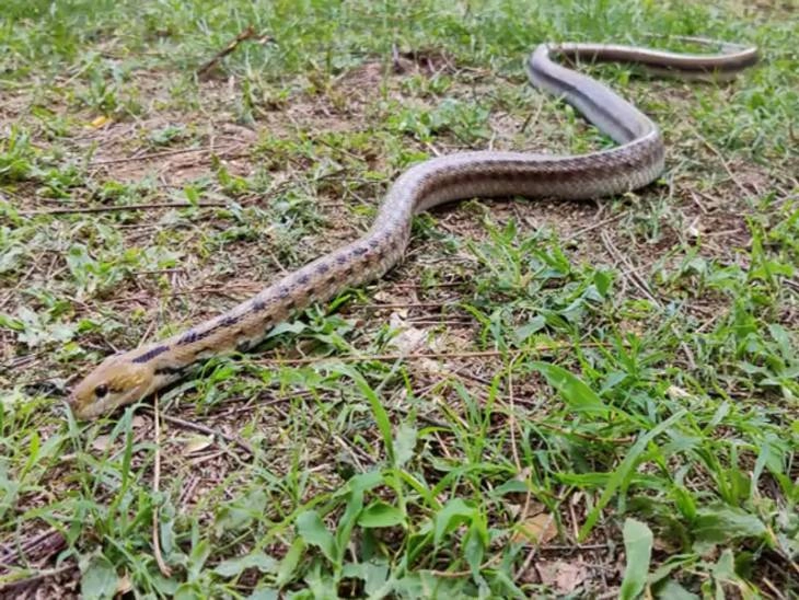 longest snake roopsundari