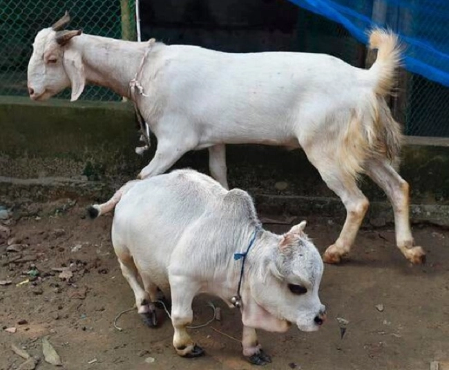 શુ તમે જોઈ છે દુનિયાની સૌથી નાની ગાય ?  બાંગ્લાદેશમાં સ્ટાર બની રાની, લોકડાઉન વચ્ચે સેલ્ફી લેવા પહોચ્યા હજારો લોકો