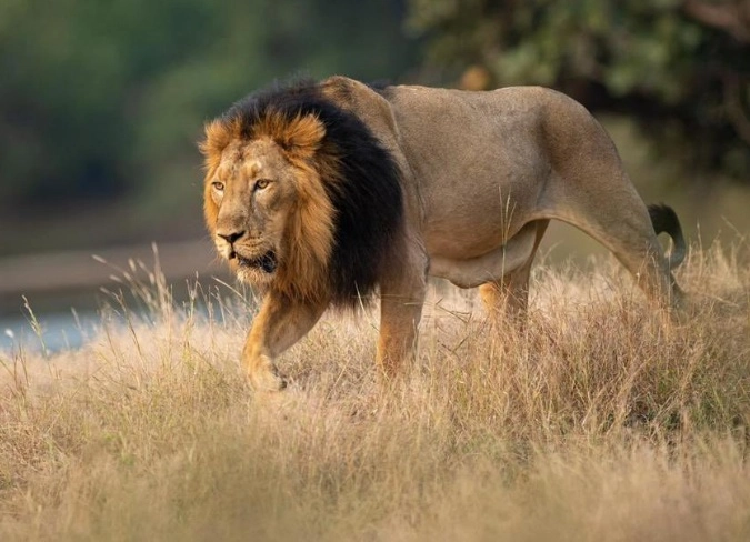 World Lion Day: આ છે આપણા જંગલો સુંદર સિંહ 'દેવરાજ' , તેને જોવા દુનિયાભરથી ગીર આવે છે લોકો